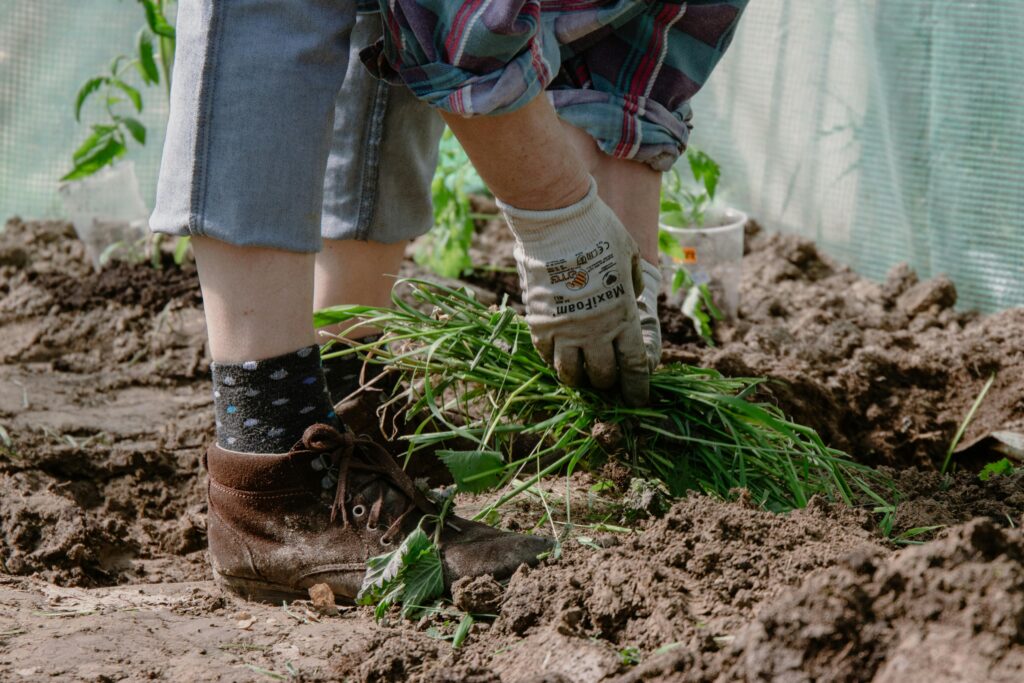 A gardener wearing gloves plants green sprouts in a greenhouse, surrounded by rich soil.