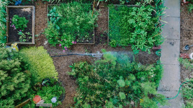 A vibrant overhead view of a lush urban garden with raised beds and a sprinkler system.
