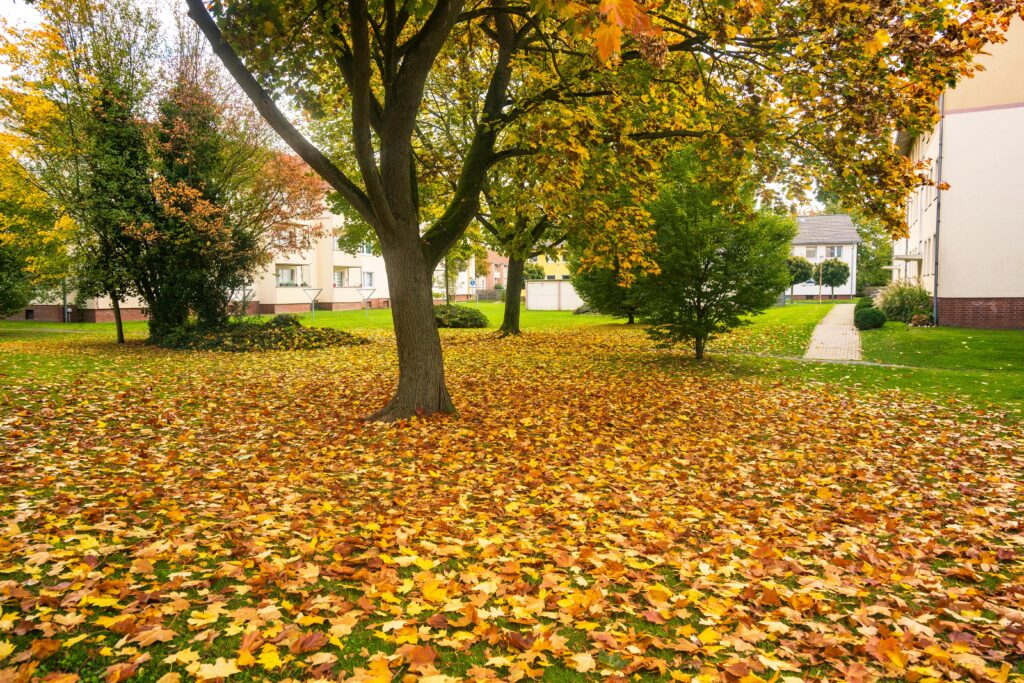 Colorful autumn leaves covering the ground in a peaceful urban courtyard in Germany.